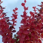 Dráč thunbergov (Berberis thunbergii) ´ORANGE ICE®´ - výška 20-30 cm, kont. C3L